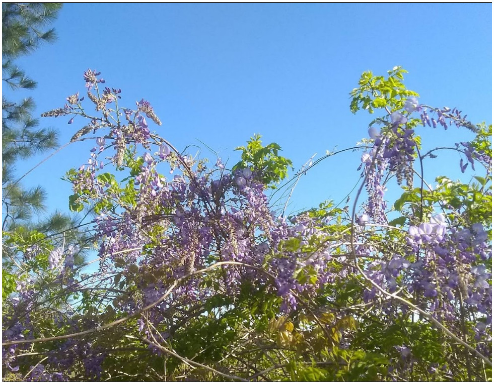 2025 Wisteria 5 seeds Free Shipping