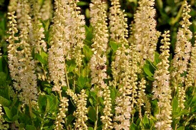 30 SIXTEEN CANDLES SWEET PEPPERBUSH SEEDS – Clethra alnifolia ‘Sixteen Candles
