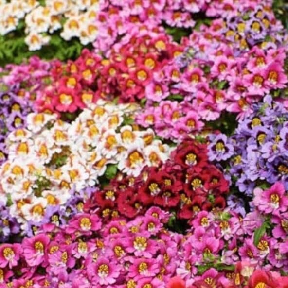 Butterfly Flower Seeds – Angel Wings Mix Seeds for Planting (30 Seeds)