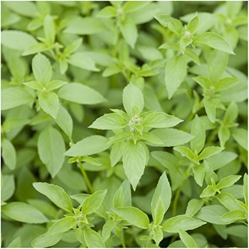 , Culinary Basil Herb Seed Packet Collection (8 Individual Basil Seed 8 Pack
