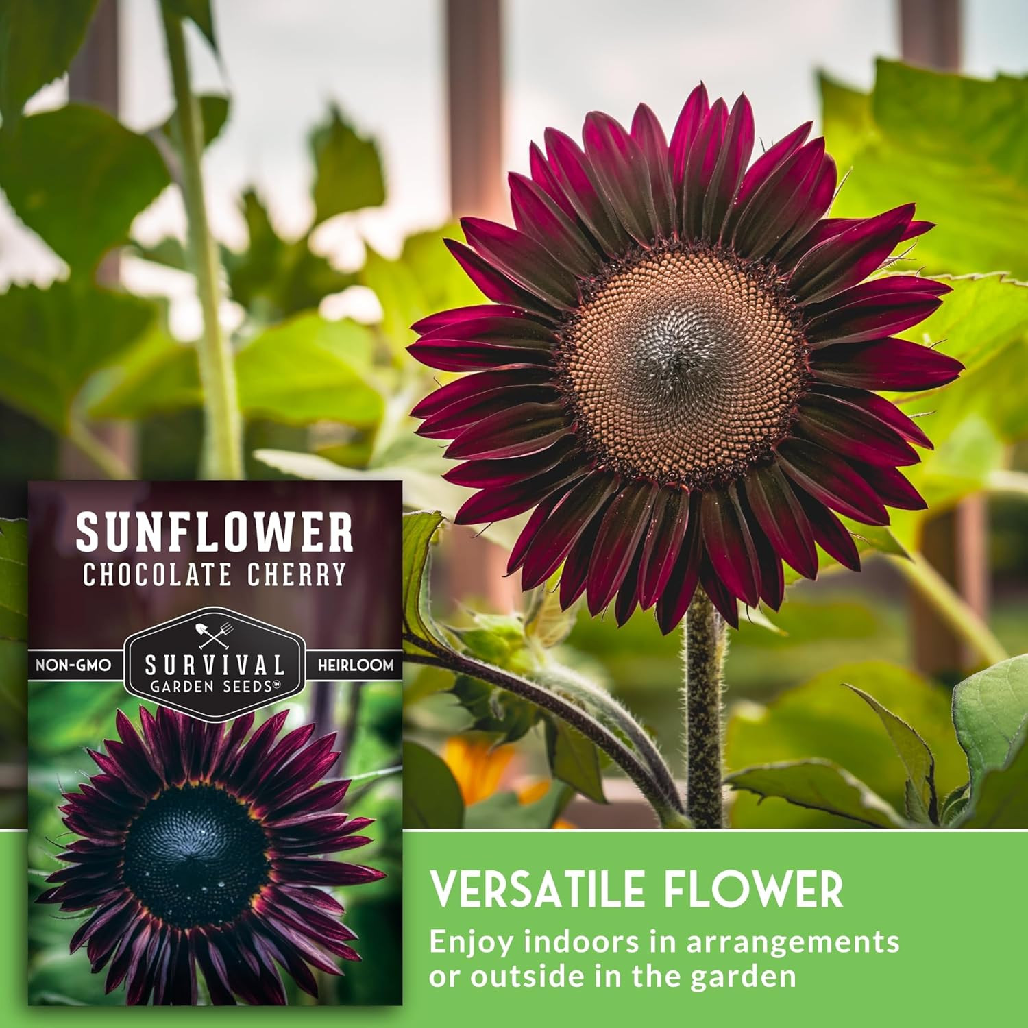Chocolate Cherry Sunflower Seeds for Planting | Rare Burgundy Black Blooms, 6-7F