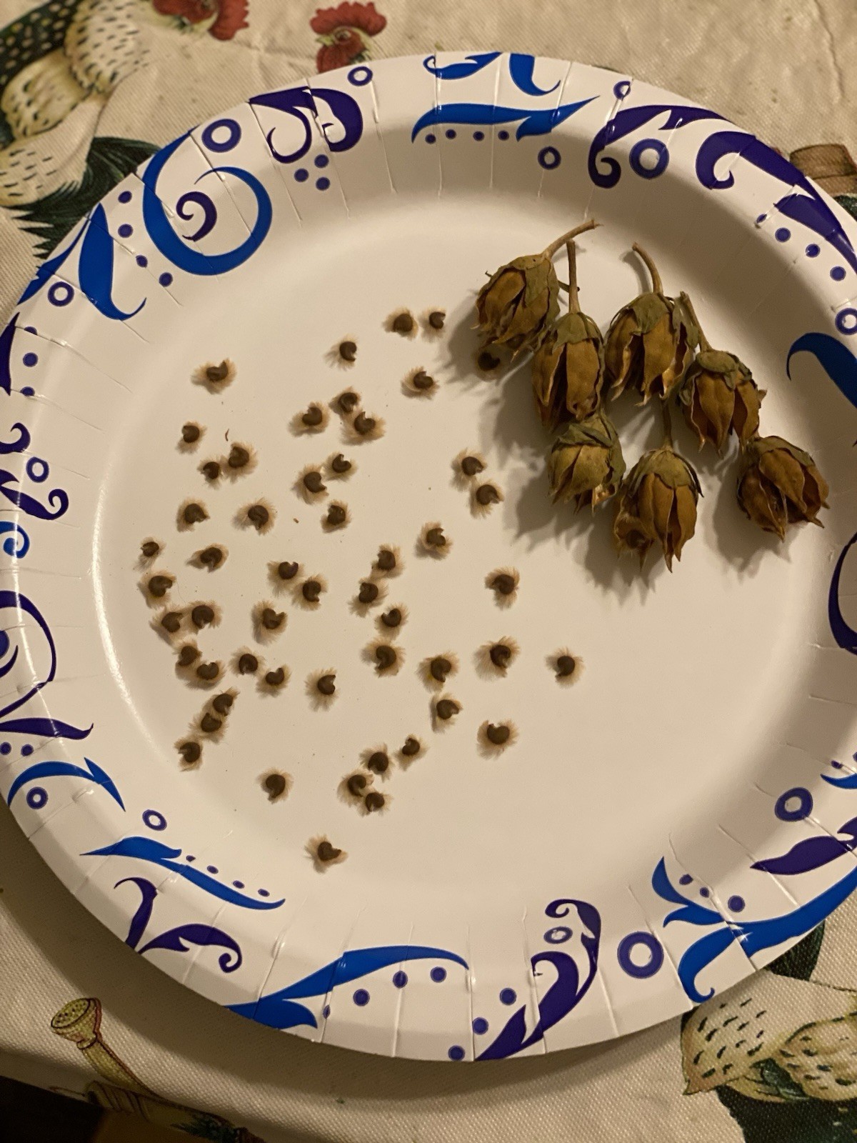 Red Heart White Rose of Sharon Seeds (Hibiscus syriacus) Hibiscus Tree/Shrub