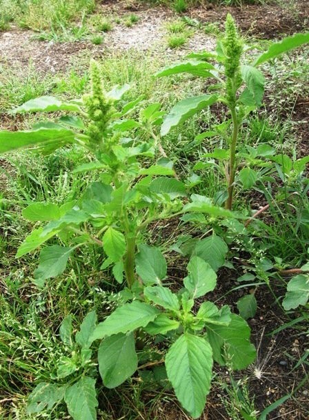 150 Red Root Pigweed seeds /Amaranthus Retroflexus ORGANIC FREE S/H