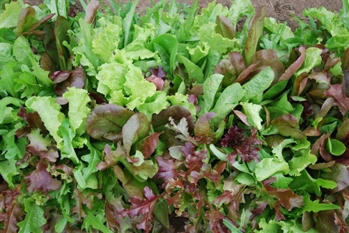 Certified Organic Mesclun mix Seed(1000ct)Mixed Greens Open Pollinated