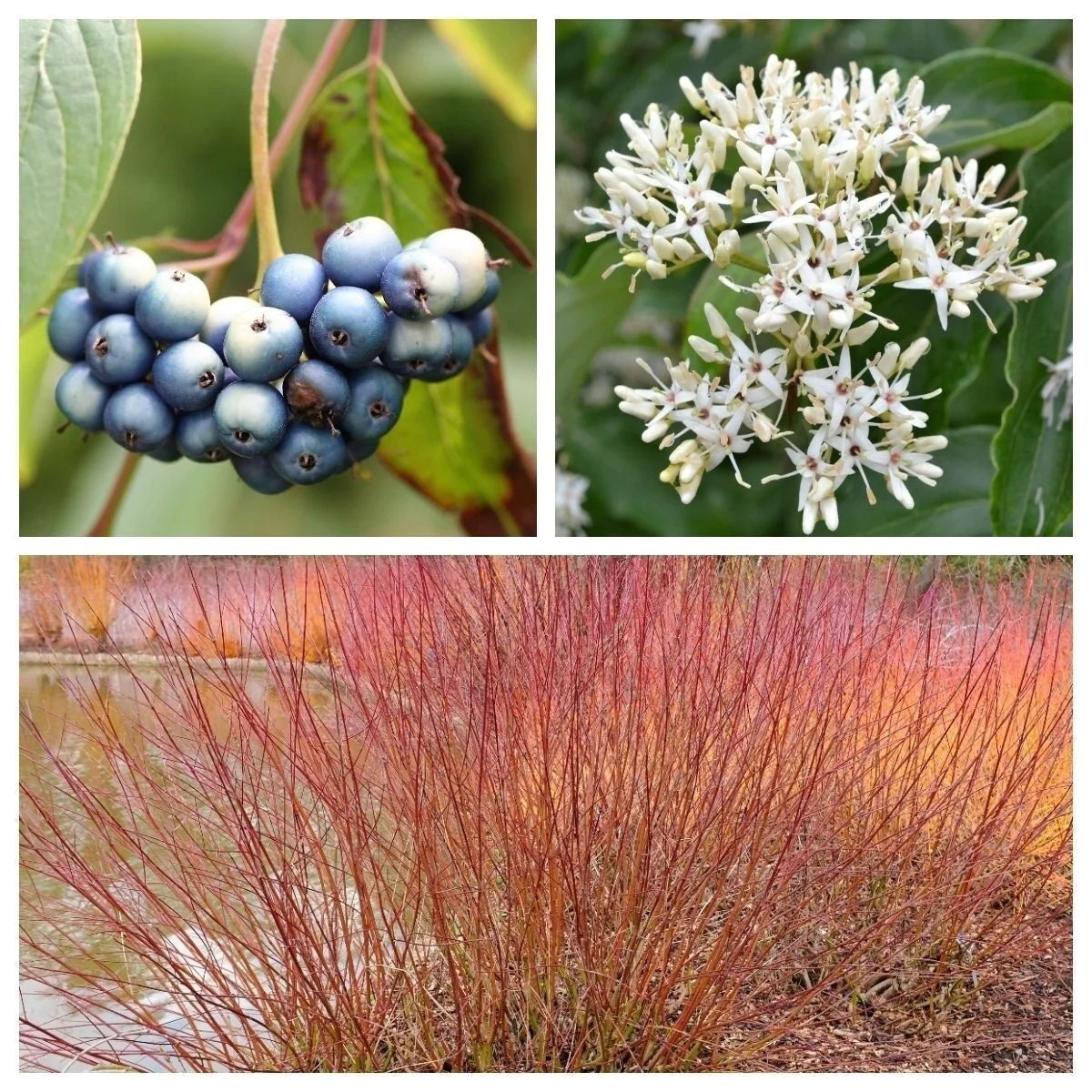 20 SILKY DOGWOOD Shrub Cornus Amomum Coerulea Kinnikinnik Silver Blue Berry Seed