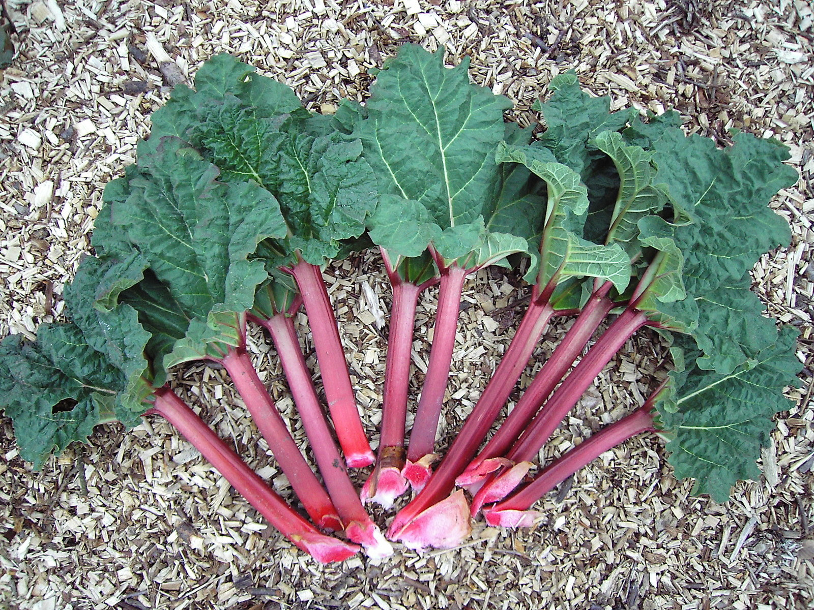 Victoria Rhubarb, Rheum rhabarbarum “Victoria”, Seeds (Edible)