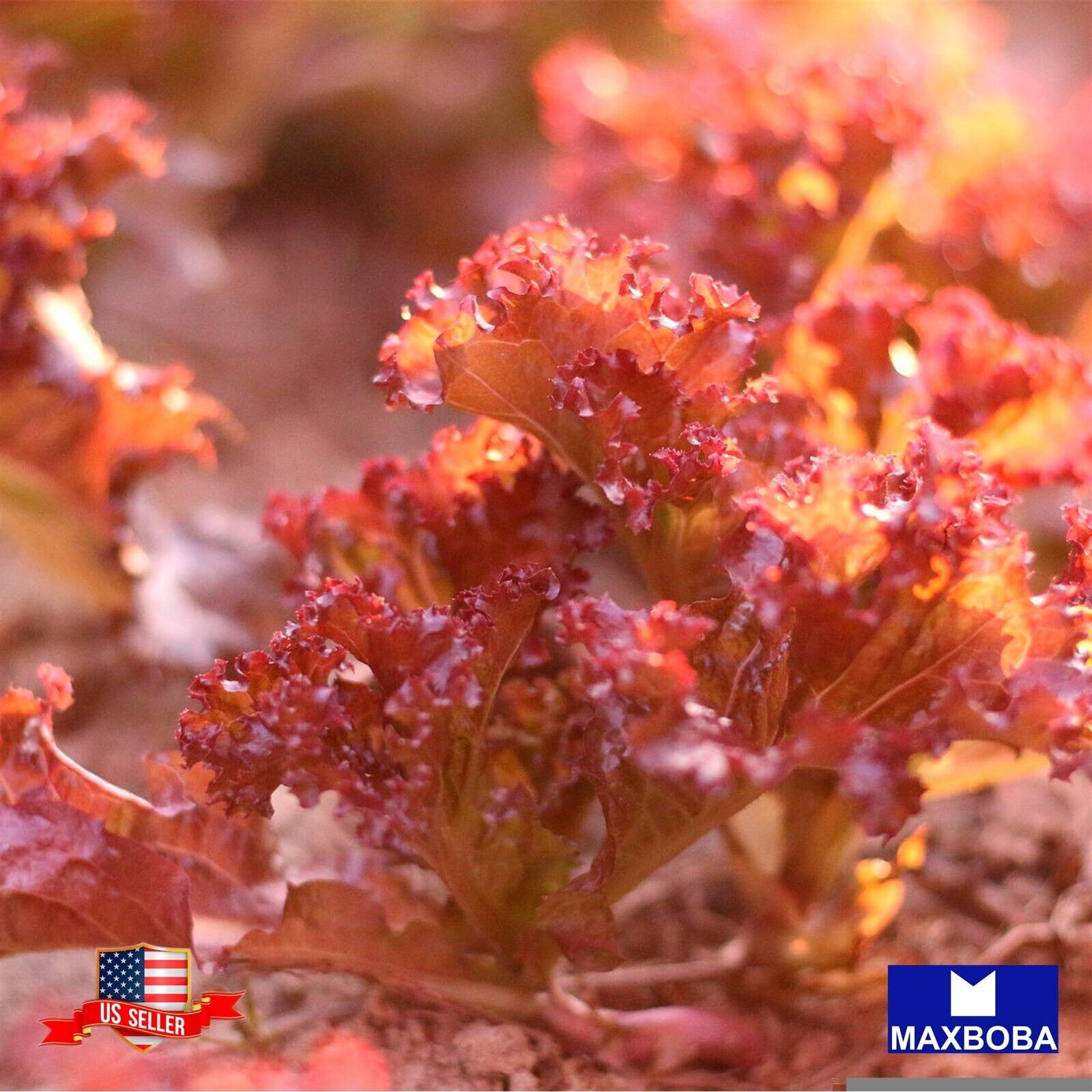 200 Leaf – Ruby Red Lettuce Seeds Non-GMO Heirloom Vegetable Fresh BTGO 75% OFF