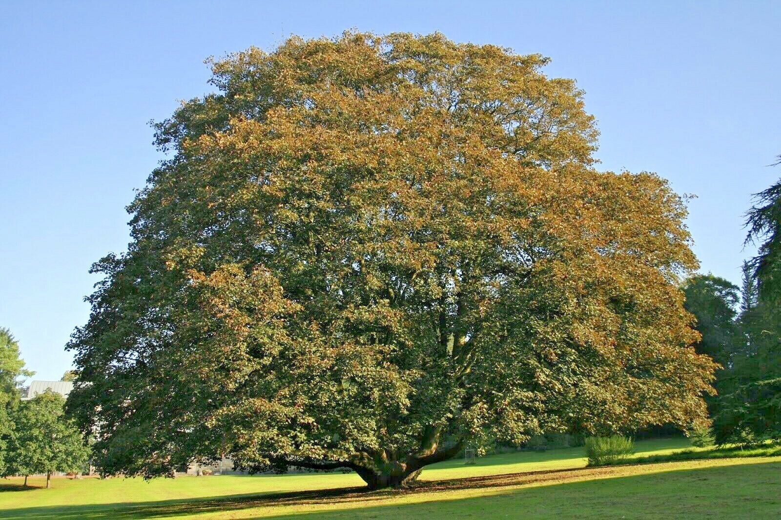 15 SYCAMORE MAPLE SEEDS – Acer pseudoplatanus