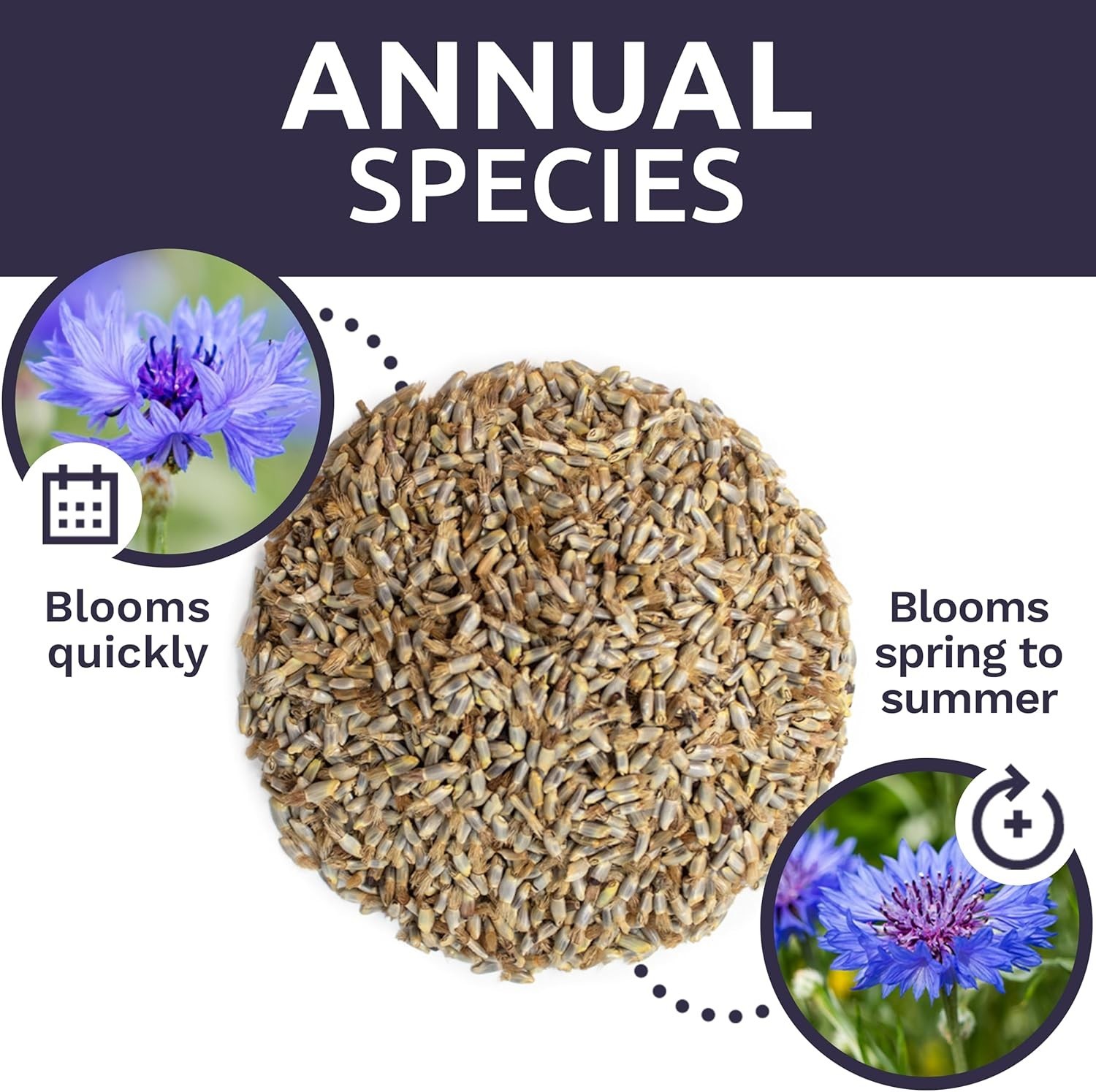 Blue Cornflower Seeds – 5,000 Extra Large Non-GMO Wildflower Seeds, Easy to Grow