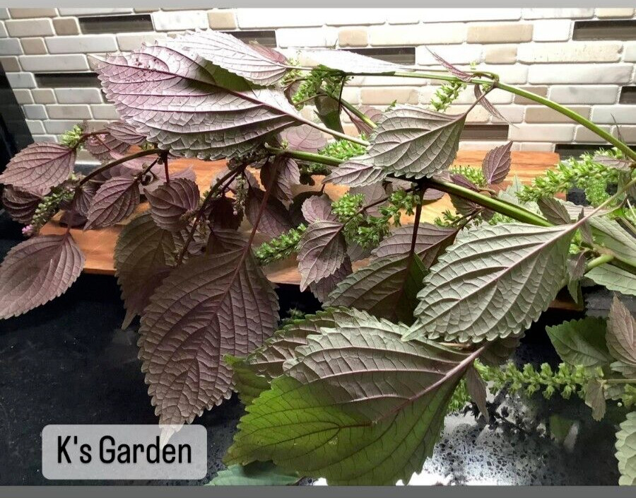 700+ SHISO, PERILLA, ZISU SEEDS, TÍA TÔ, JAPANESE BASIL | NON-GMO, FREE SHIP |