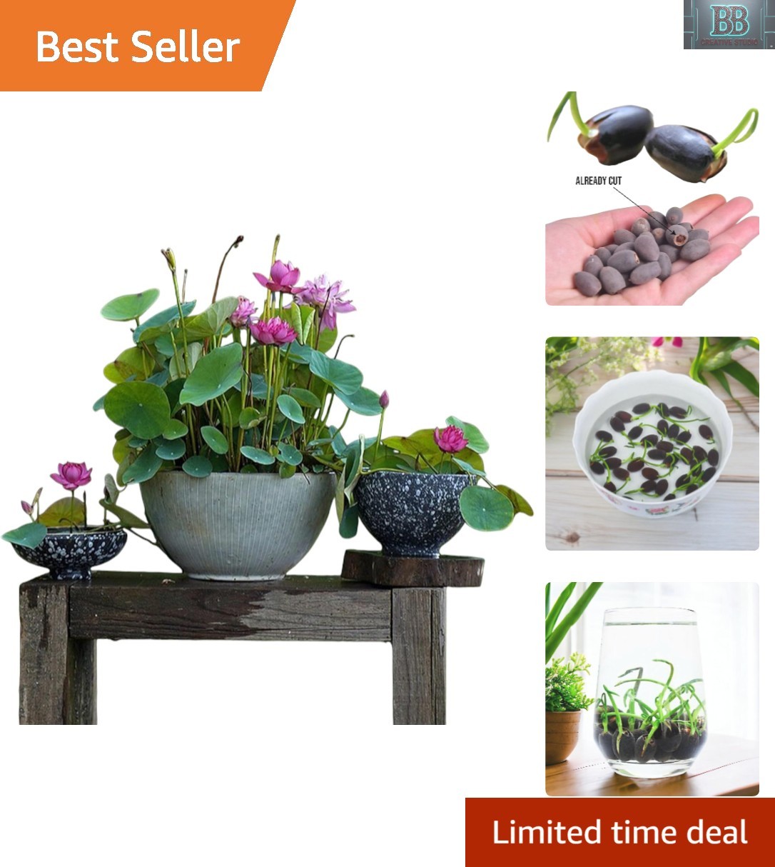 12pcs Mixed Pink, Red & Green Color Bowl Lotus Seeds for Planting Beautiful W…
