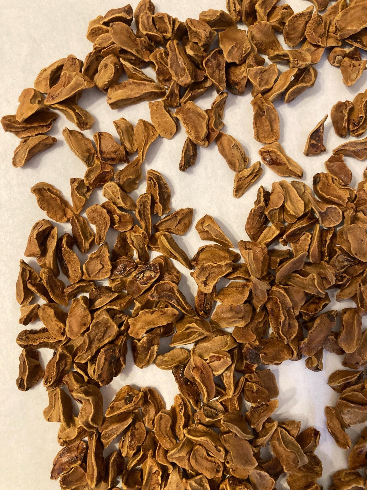 Bald Cypress Tree Seeds (Taxodium Distichum) Southern Sourced