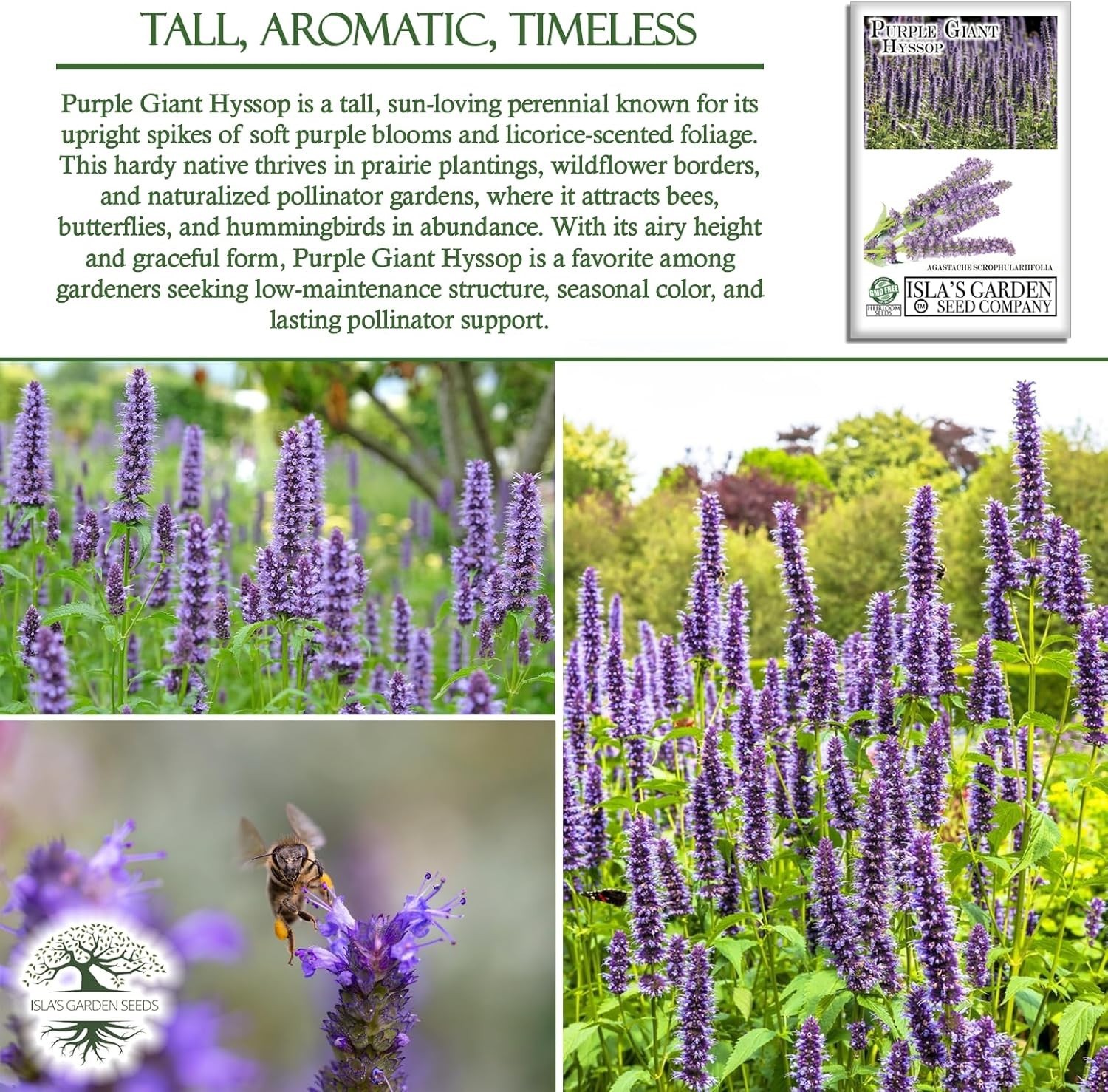250+ Purple Giant Hyssop Seeds – Easy Growing for Colorful Summer Blooms
