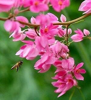 Rare Pink Coral Vine Chain of Love Seeds ~ Antigonon Leptopus ~ Heart Shaped