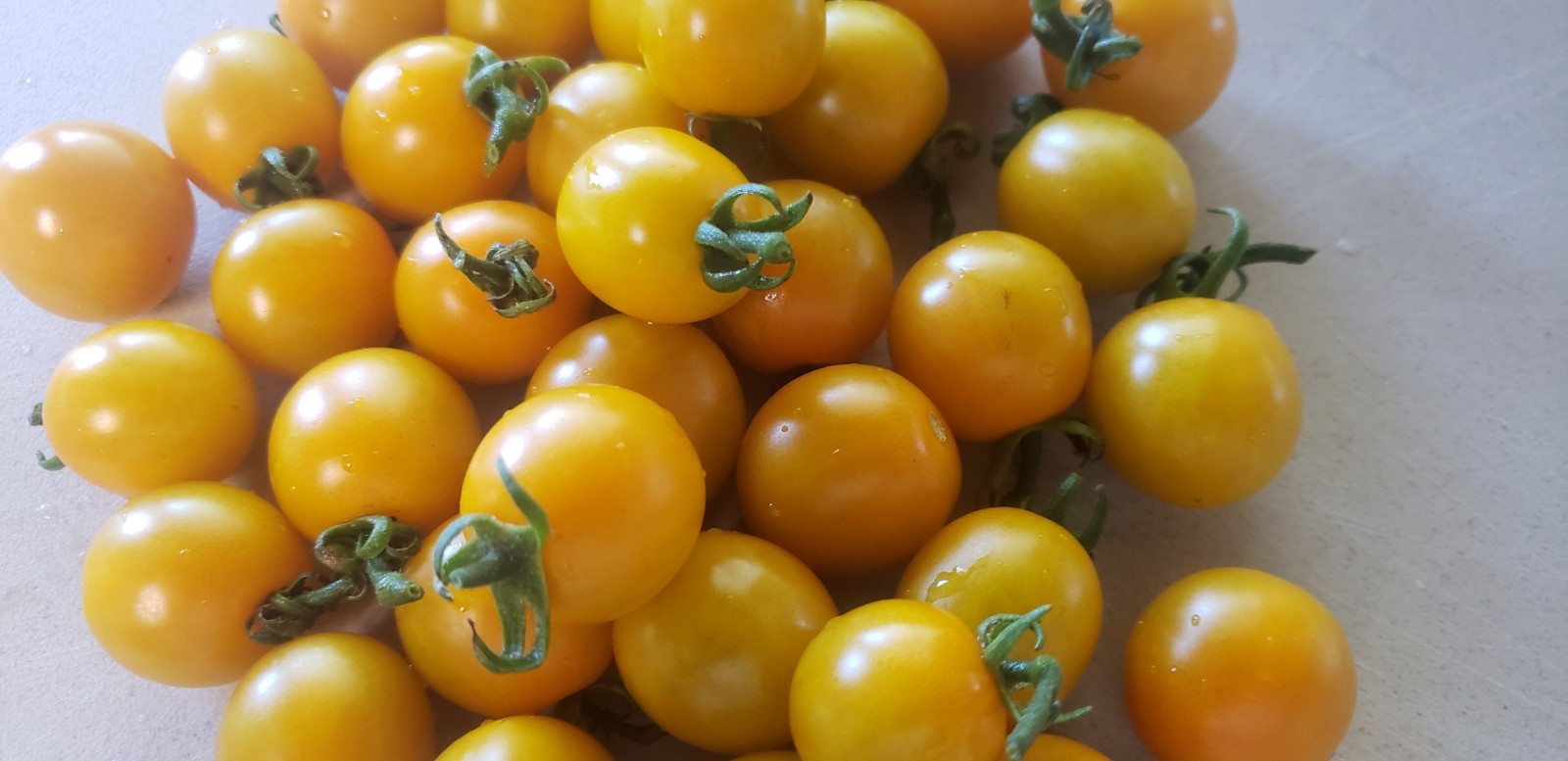 Santiam Sunrise Cherry Tomato (25 Seeds) – similar to Sungold – sweet!