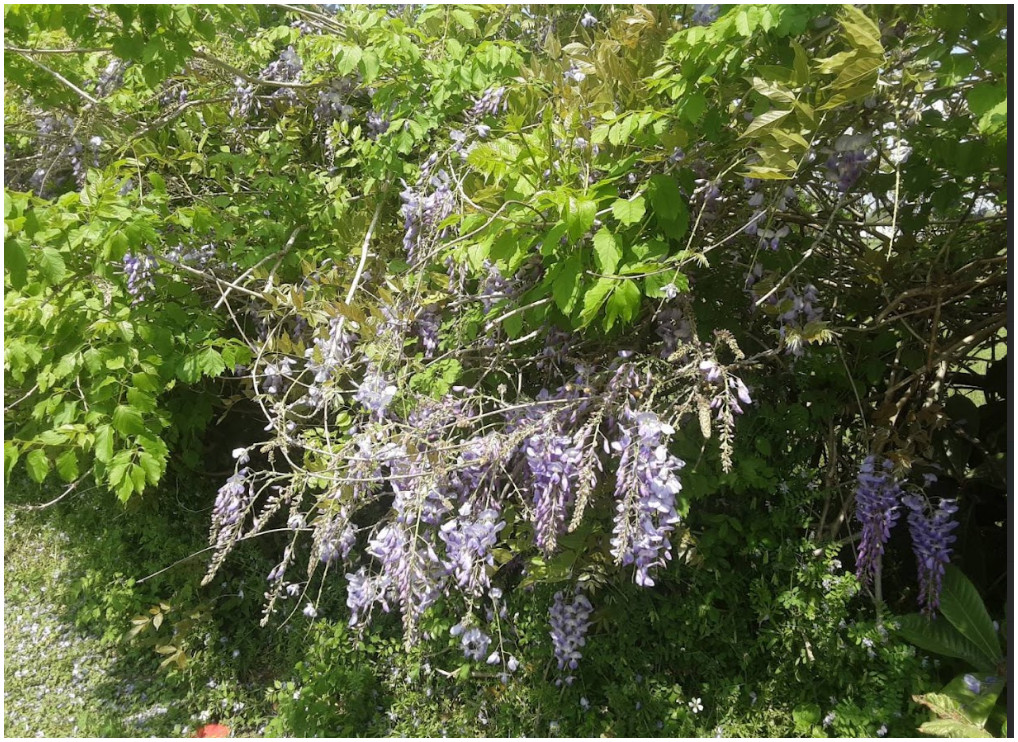 2025 Wisteria 5 seeds Free Shipping