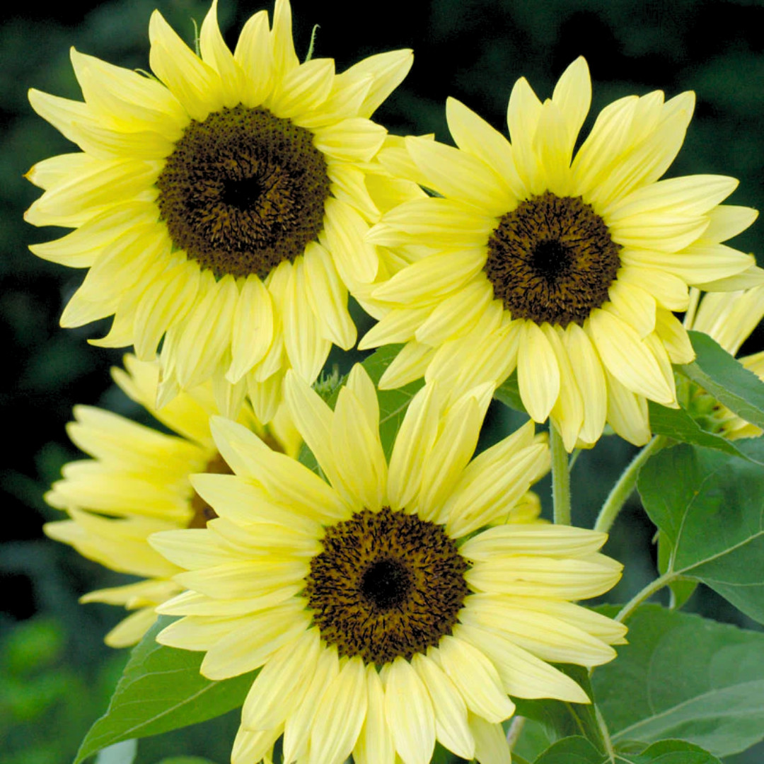 Fresh Premium Buttercream Sunflowers Seeds | Heirloom Non-GMO | 10 Flower Seeds