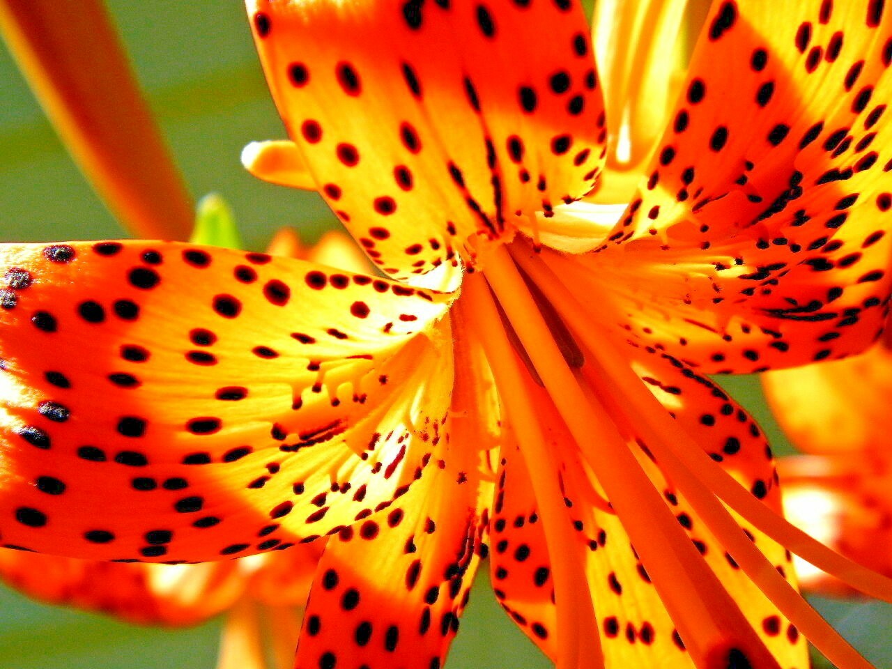 15 TIGER LILY SEEDS / BULBETS – Lilium lancifolium