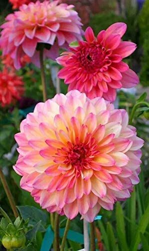 100+ Rare Mix Dahlia Flower Seeds – Easy to Grow, Made in USA, Ships from Iowa.