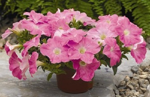 BIN#2R6D3 Ramblin Shades Of Pink 25 Pelleted Petunia Seeds