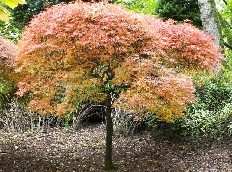 15 ORNATUM JAPANESE MAPLE SEEDS – Acer palmatum ‘Dissectum Ornatum’