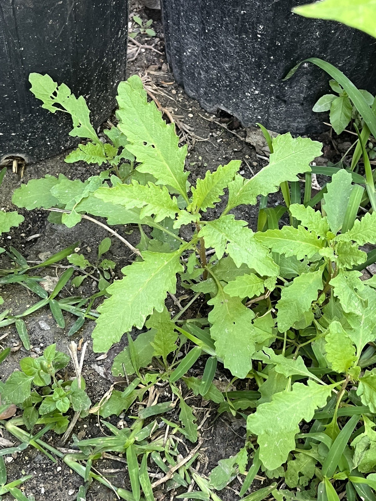 -*500 Epazote Seeds Mastruz Chenopodium Ambrosioides Mexican Herb Non-GMO 🌿
