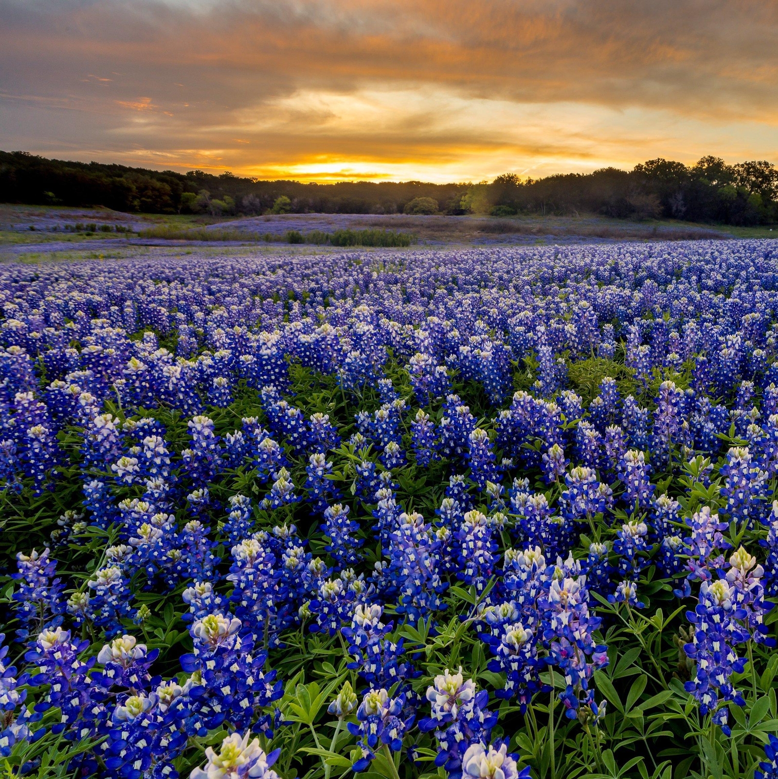 Outsidepride Texas Bluebonnet Seed – 500 Seeds , NEW