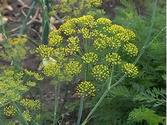 Dill Dukat Great Garden Herb by Seed Kingdom 1 OZ Seeds