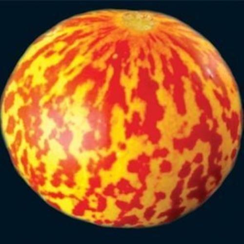 Rare Tigger Melon 30 Seeds – Heirloom – Delicious -Easy–Buy from USA with “Seed