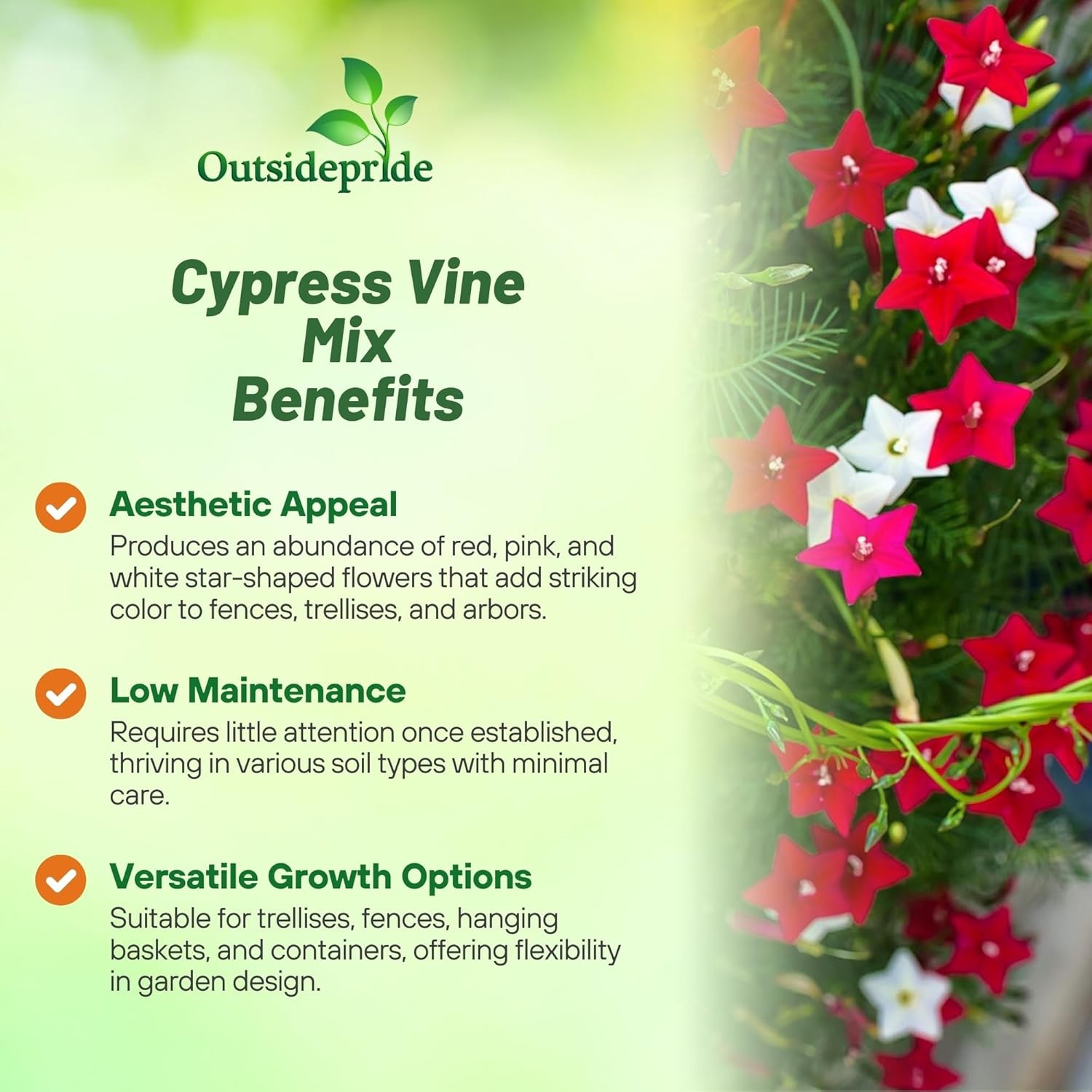200 Seeds Cypress Vine Seeds For Planting – Ipomoea Pennata Mix Flower Seeds
