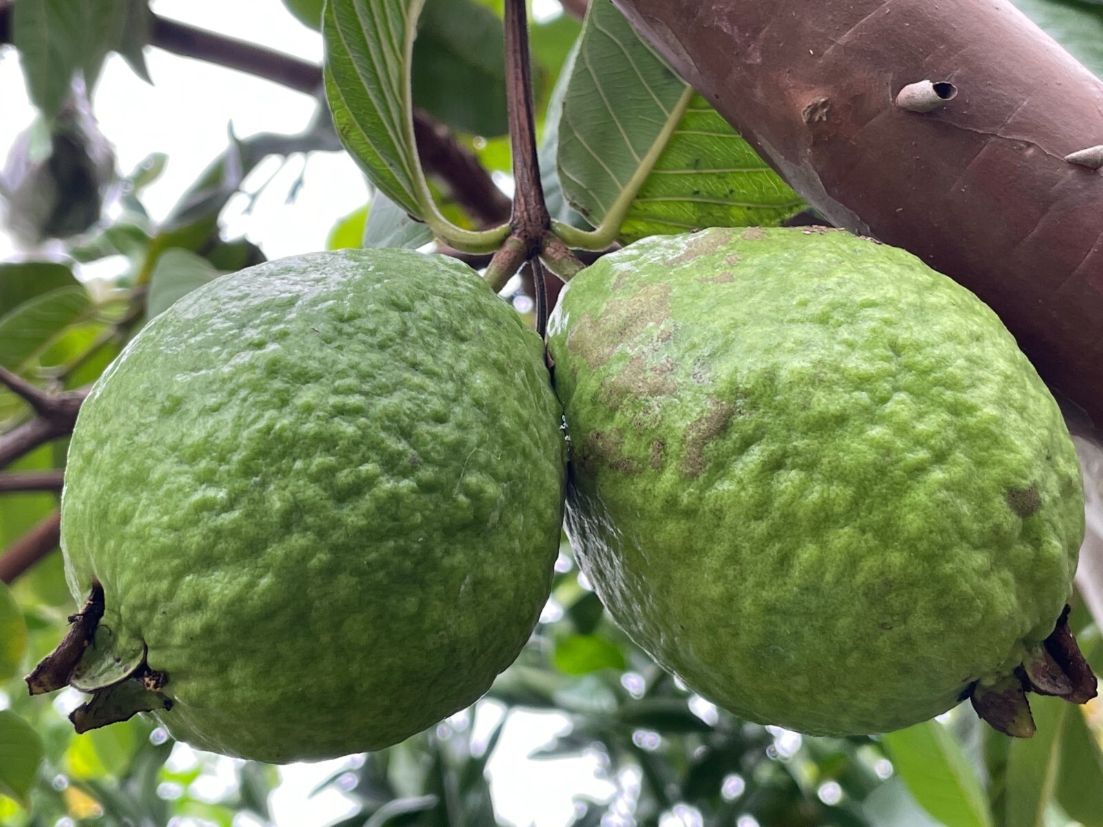 1 Air-layer Sweet Ruby Supreme Fruit Guava Starter Tree, Psidium guajava Tree