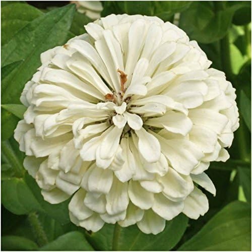 Polar Bear Zinnia Seeds for Planting – Attract Pollinators & Enjoy Cut Flowers