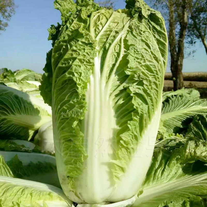 🌱Heirloom Wong Bok Chinese Cabbage/Napa Cabbage 50+ Seeds