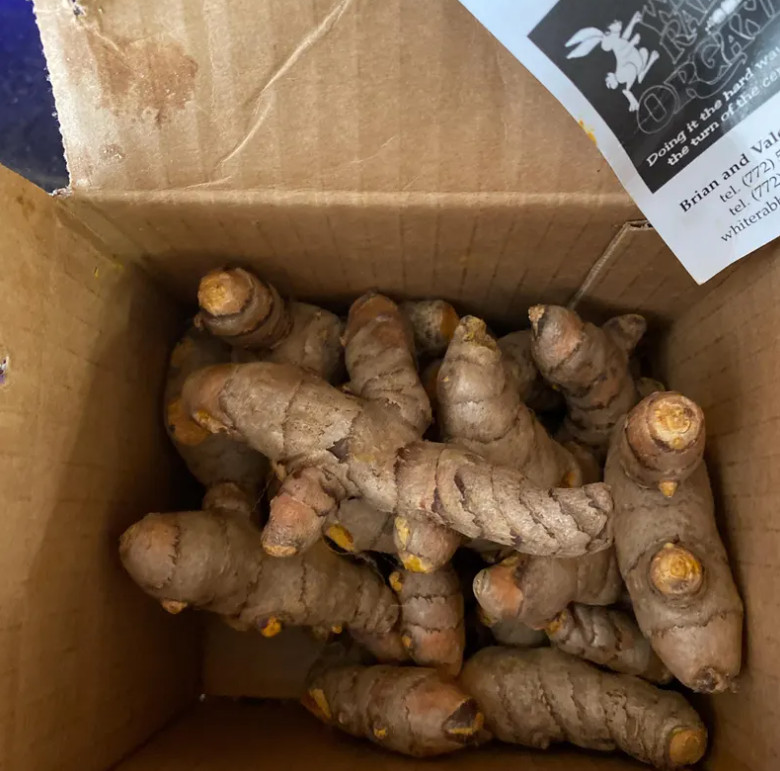 2 lbs Red USDA certified organic fresh red turmeric root
