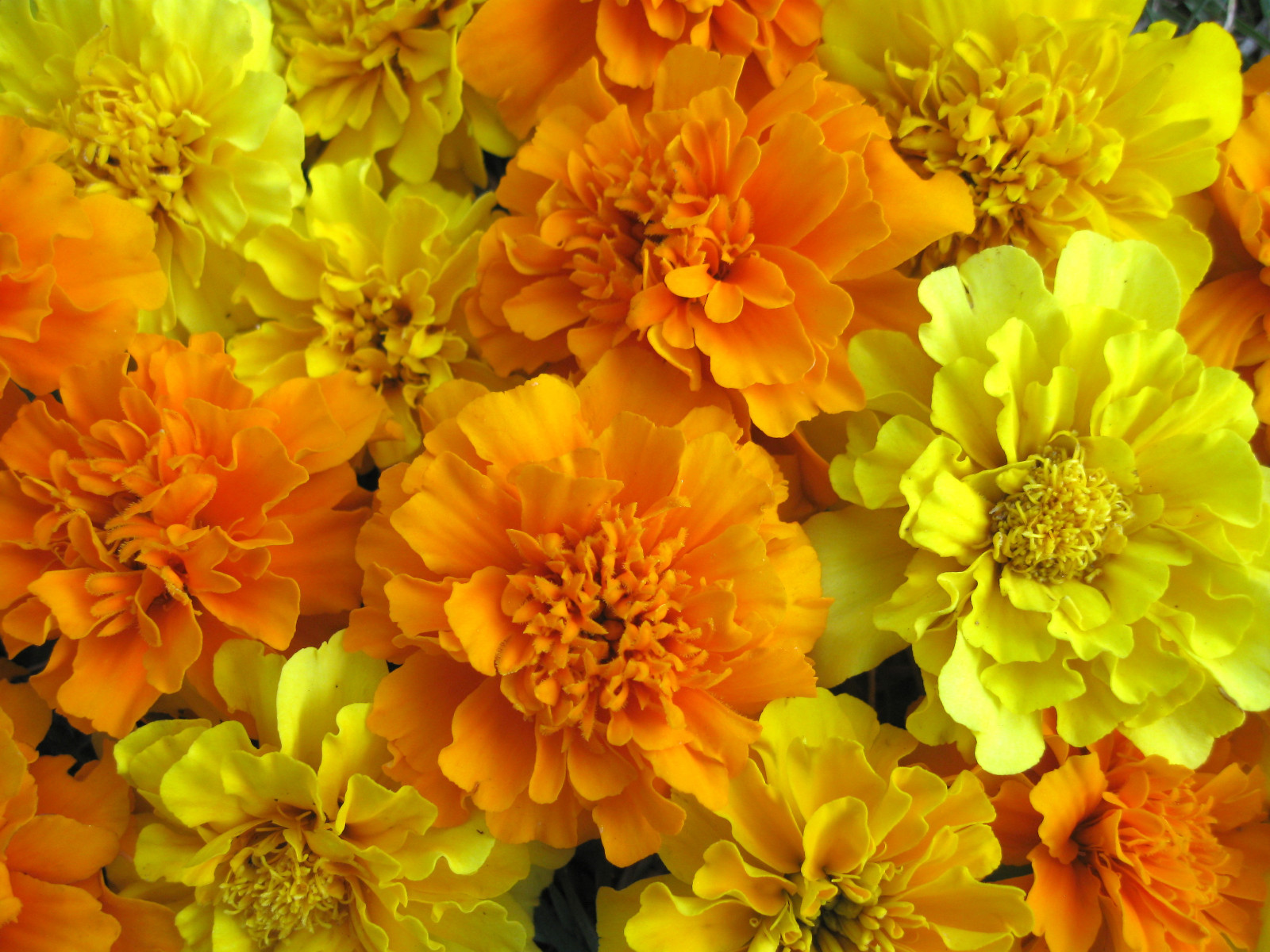 1 oz Mixed Marigold Seeds, French Farm Mix, Heirloom French Marigolds, 12,000ct