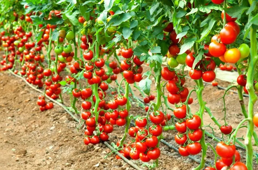 120+ Early Cascade Tomato Seeds – Heirloom – Organic – NON GMO ———— RARE