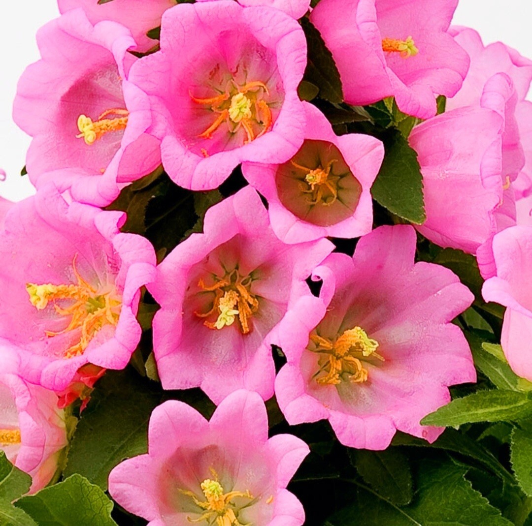 1200 Canterbury Bells Seeds, Campanula RainbowFragrant Deluxe Faerie Queen Pink