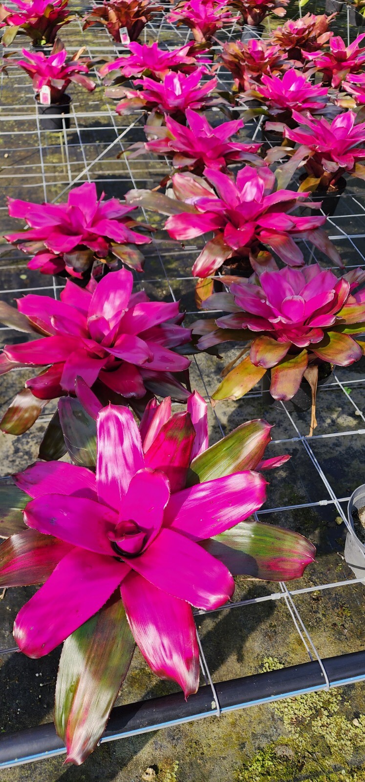 Neoregelia Tatiana 6″ pot