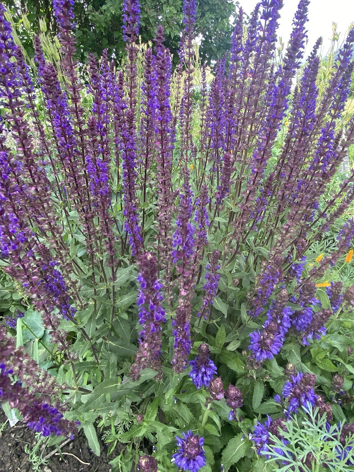 30+ SEEDS Blue Salvia Perennial