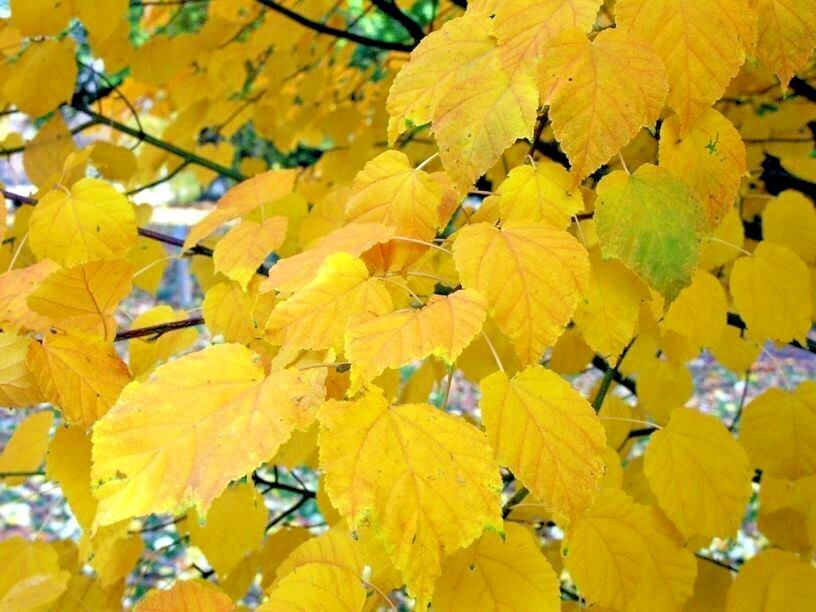 15 GROSSER’S MAPLE SEEDS – Acer davidii subsp. grosseri