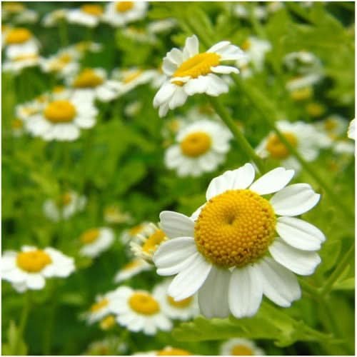 German Chamomile Herb Seeds For Planting (Matricaria recutita)