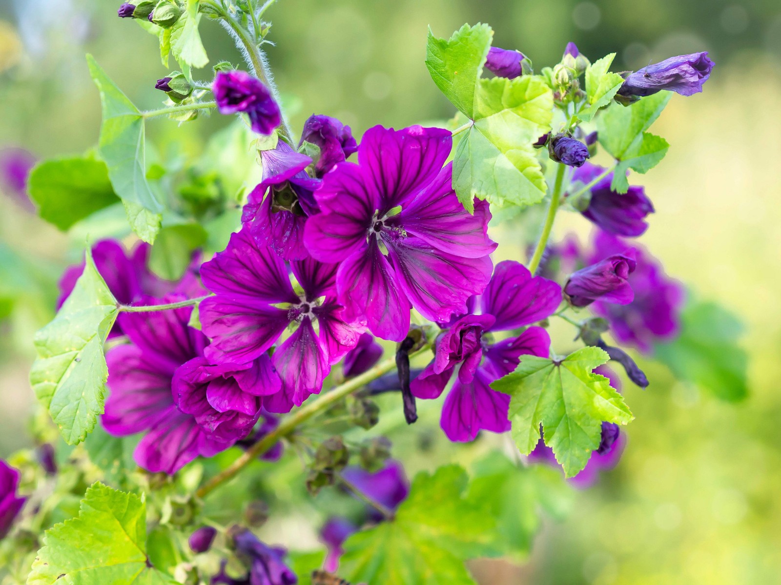 20 MAURITANIAN MALVA Mallow Malva sylvestris var. mauritania Flower Seeds