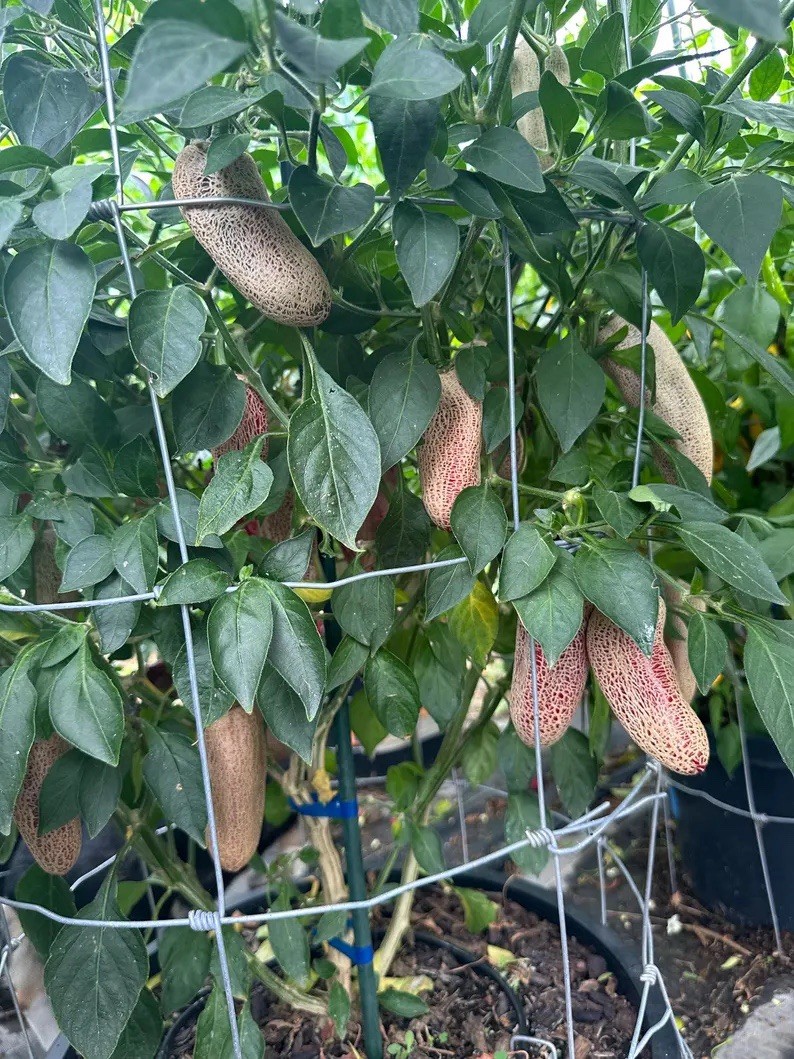 Farmer Market Jalapeno Pepper Seeds