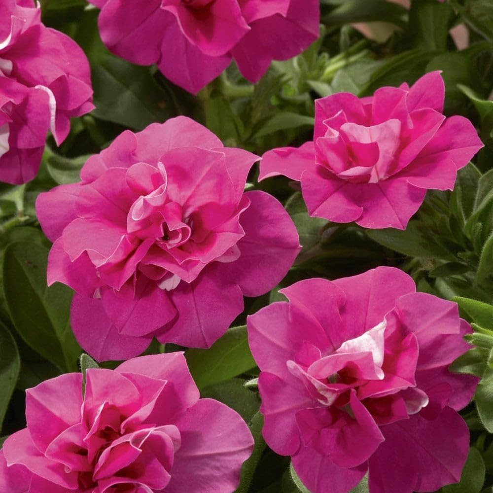 350+Annual Petunia Flower Seeds for Planting Outdoor-Perennial Petunia Plant Gar