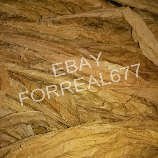 1500 Kentucky 17 Burley Tobacco SEEDS Growing Instructions Included FRESH 2024