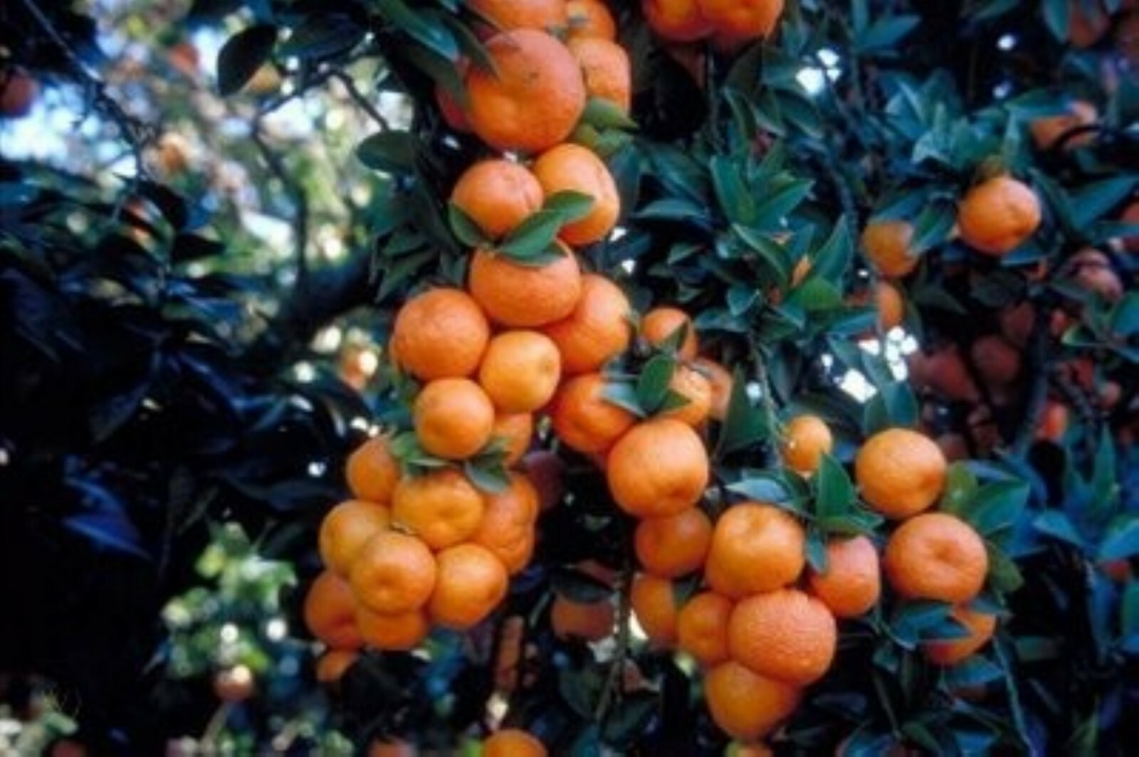 Myrtle Leaf Orange 14-20” tall (Citrus myrtifolia) Chinotto 2.5″ Pot Size