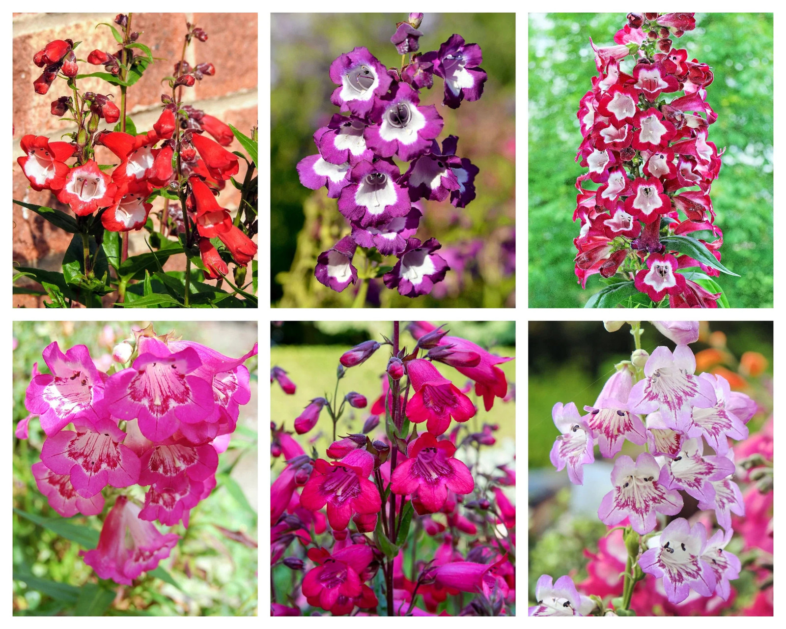 100 SENSATION MIX PENSTEMON Hartwegii Beardtongue Mixed Colors Flower Seeds