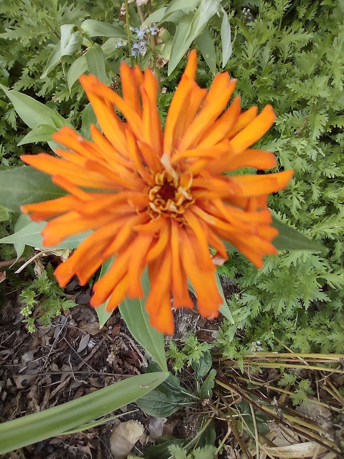 Zinnia Seeds, 5 Dry Head,Giant Cut Come Again, Zinnia Flower Seed,Free Shipping
