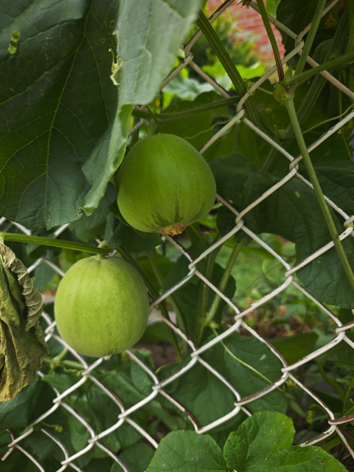 20+ White Sweet Melon /oriental melon/Cucumis melo Seeds 甜瓜/香瓜 2025