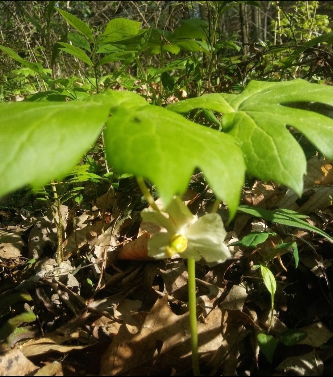 12 Fresh Mayapple Rhizomes, American Mandrake, Medicinal Herb, Edible Fruit.
